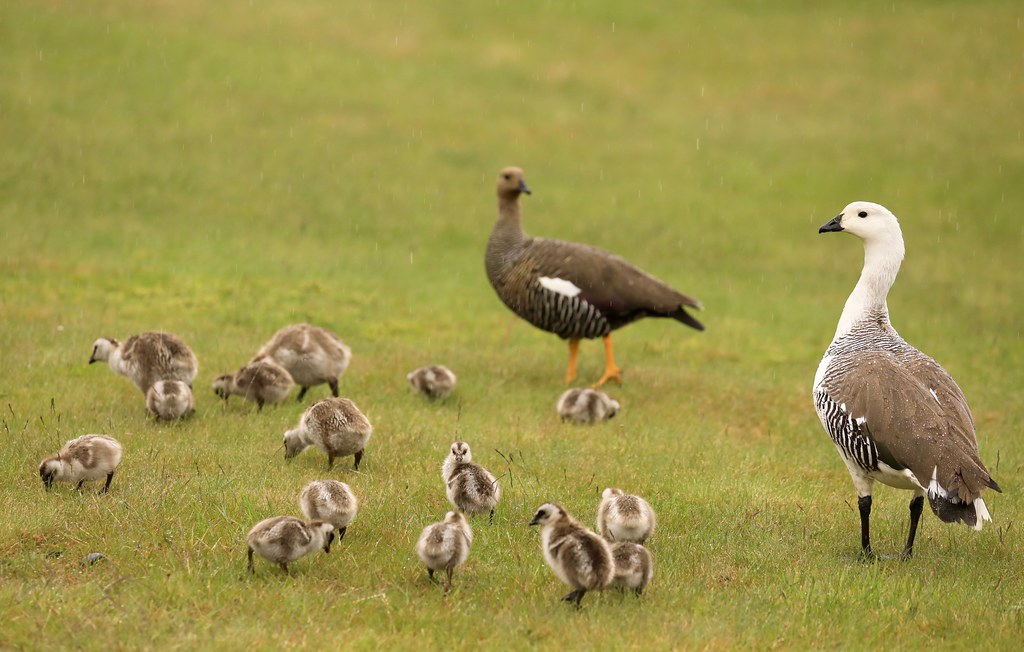 Upland Magellan Goose Family Torres Del Paine National Par…